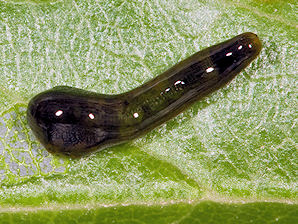 Pear & Cherry Slug, Caliroa cerasi.